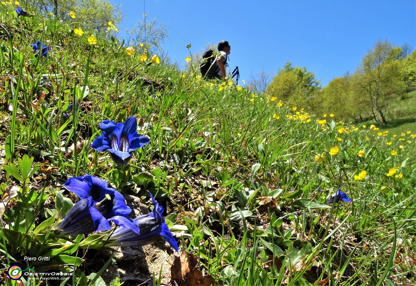 49 Gentiana clusii.JPG